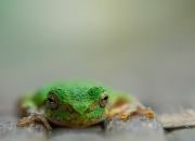 LOL赛事-黄金修补匠，坎特用教科书般的表演，在巨星的盛宴上证明独一无二的价值