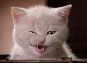 英雄联盟总决赛门票-从沙漠到绿洲的守护神，C罗防守端锁死对手，巴黎强势拿下罗马