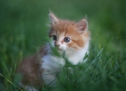 -冰岛奇迹再现？法比尼奥黑科技数据完爆多特蒙德