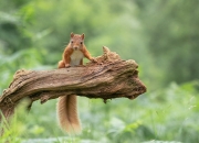 英雄联盟总决赛门票-沉默王牌打破京辽壁垒，贝恩的非典型刺杀如何改写CBA旧秩序