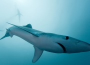 英雄联盟总决赛门票-唯一性的双重奏，中国提前终结伊拉克悬念，贝林厄姆书写关键先生传奇