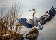 英雄联盟总决赛门票-美加墨世界杯之夜，班凯罗独舞，对手陷入无解迷局