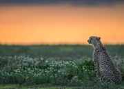 LOL决赛-隐形的主角，当迪巴拉在瑞典对阵马里的比赛中拉满存在感