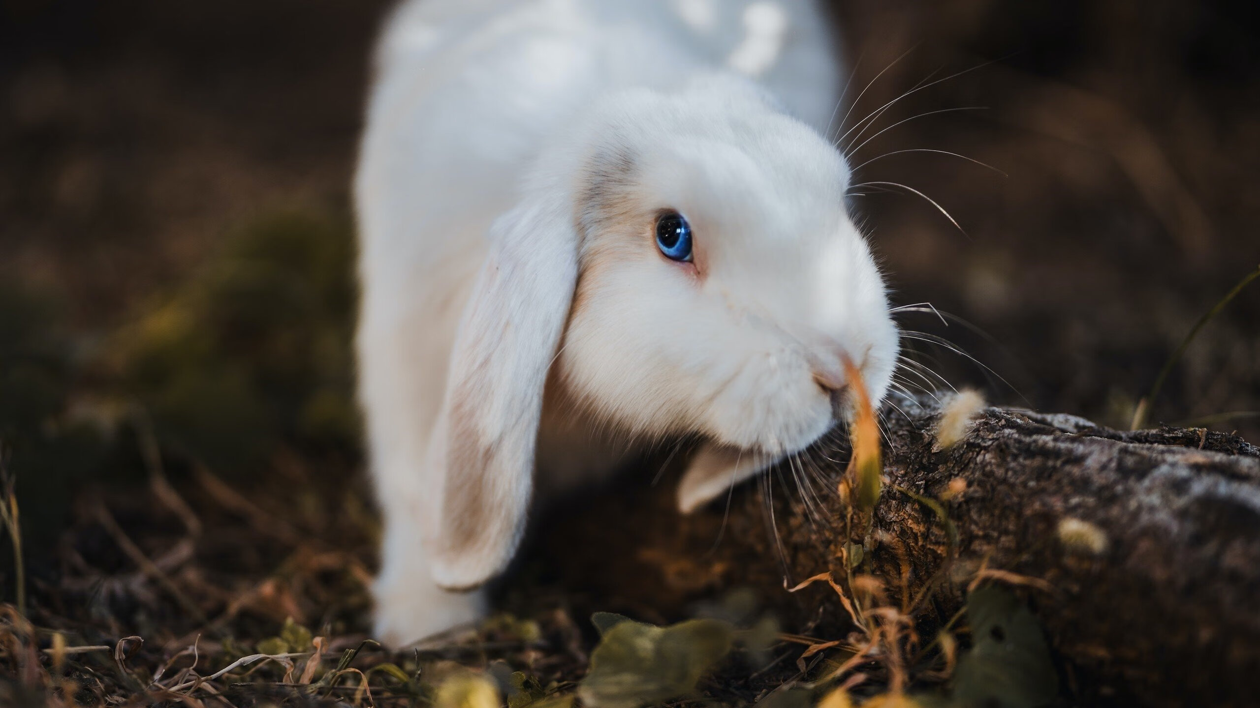上海队全面开花横扫猛龙，乔治战神模式助队展现实力碾压