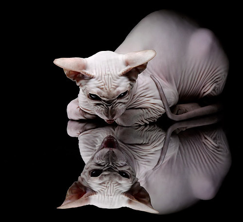 绝境擎天柱!范戴克生死战一夫当关,诠释现代防守艺术