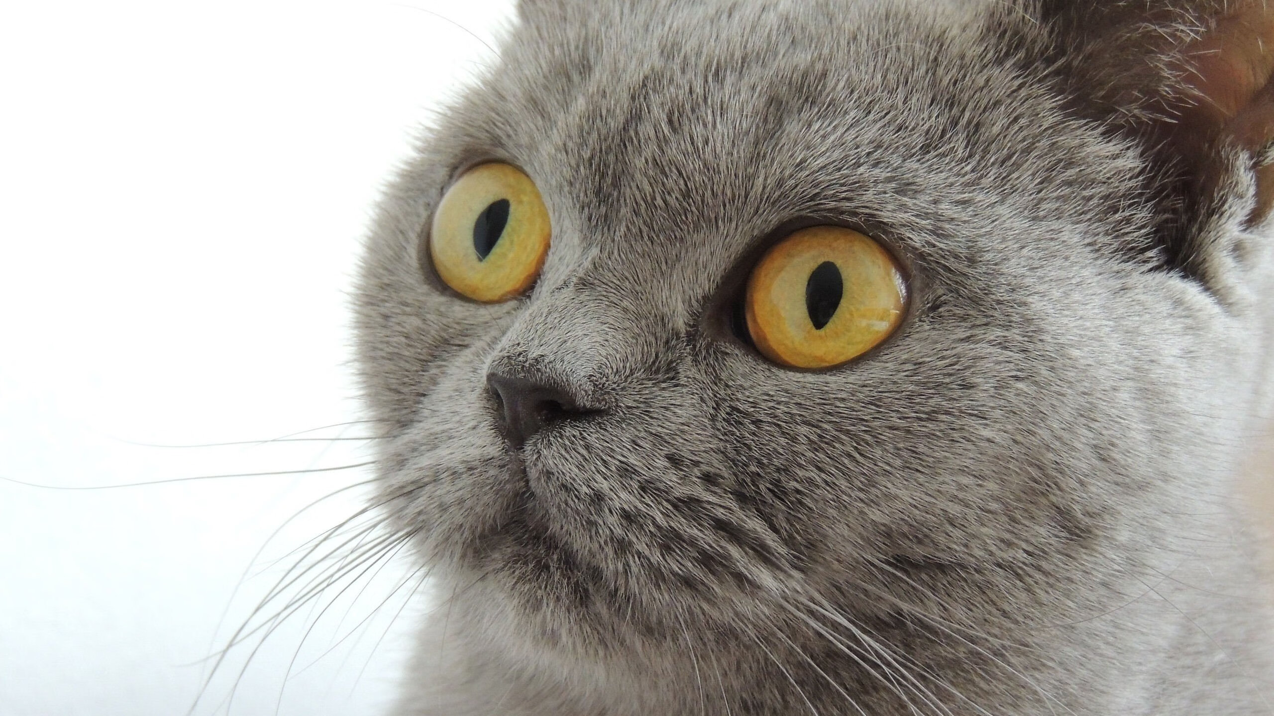 终场哨与终场蜂鸣器，当德甲争冠悬念遭遇雄鹿的强行终结