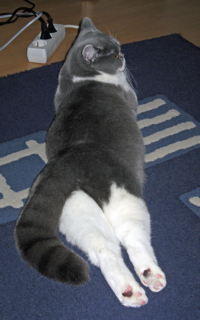 王朝新章，篮网窒息防守击溃尼克斯，东决门票的终极之争