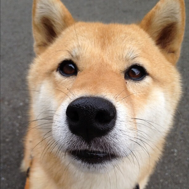 数据错位之夜,当塔图姆介入篮网与独行侠的胜负天平