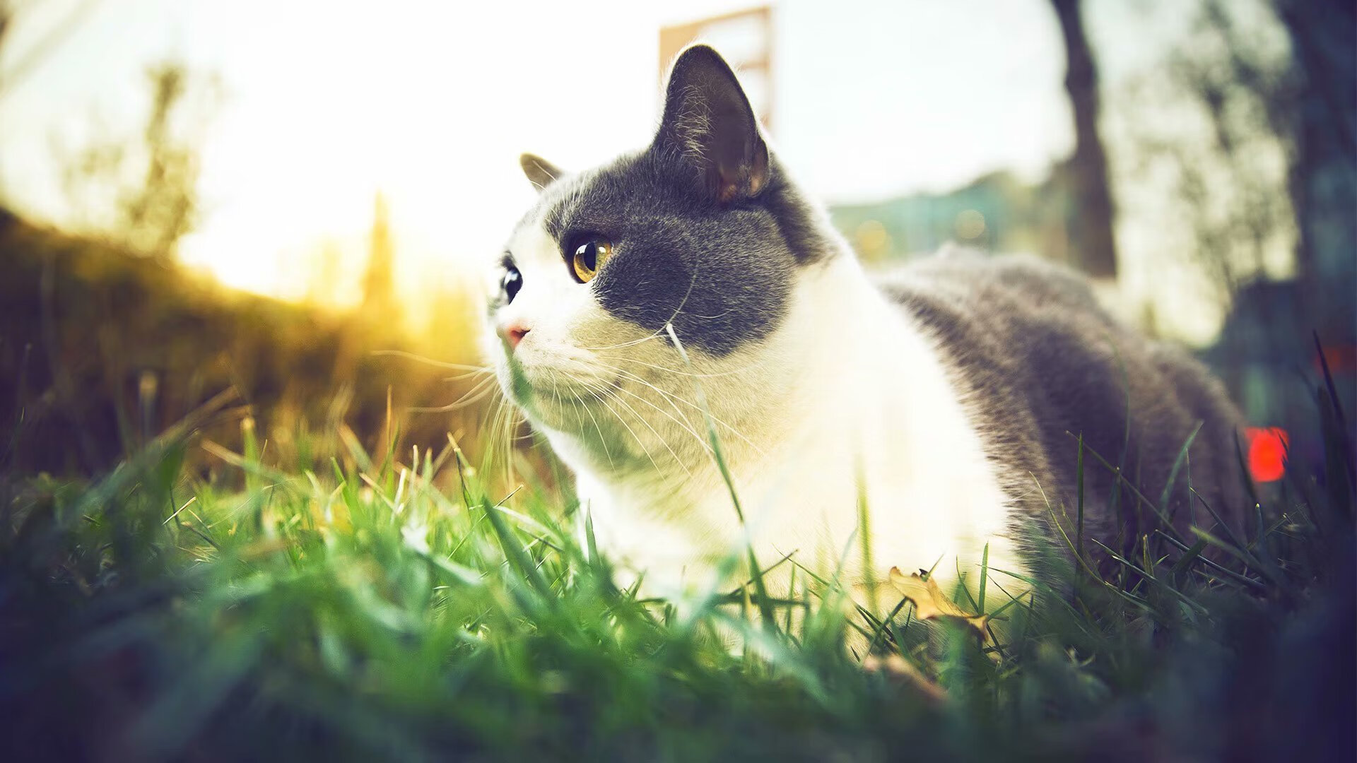 看到您给出的东决关键战焦点战与多特蒙德击败中国这两个看似无关的关键词，这恰恰激发了独特的创作视角。我们可以将篮球领域赢在当下的焦点战氛围，与足球领域体系制胜的长期建设进行一场思想碰撞