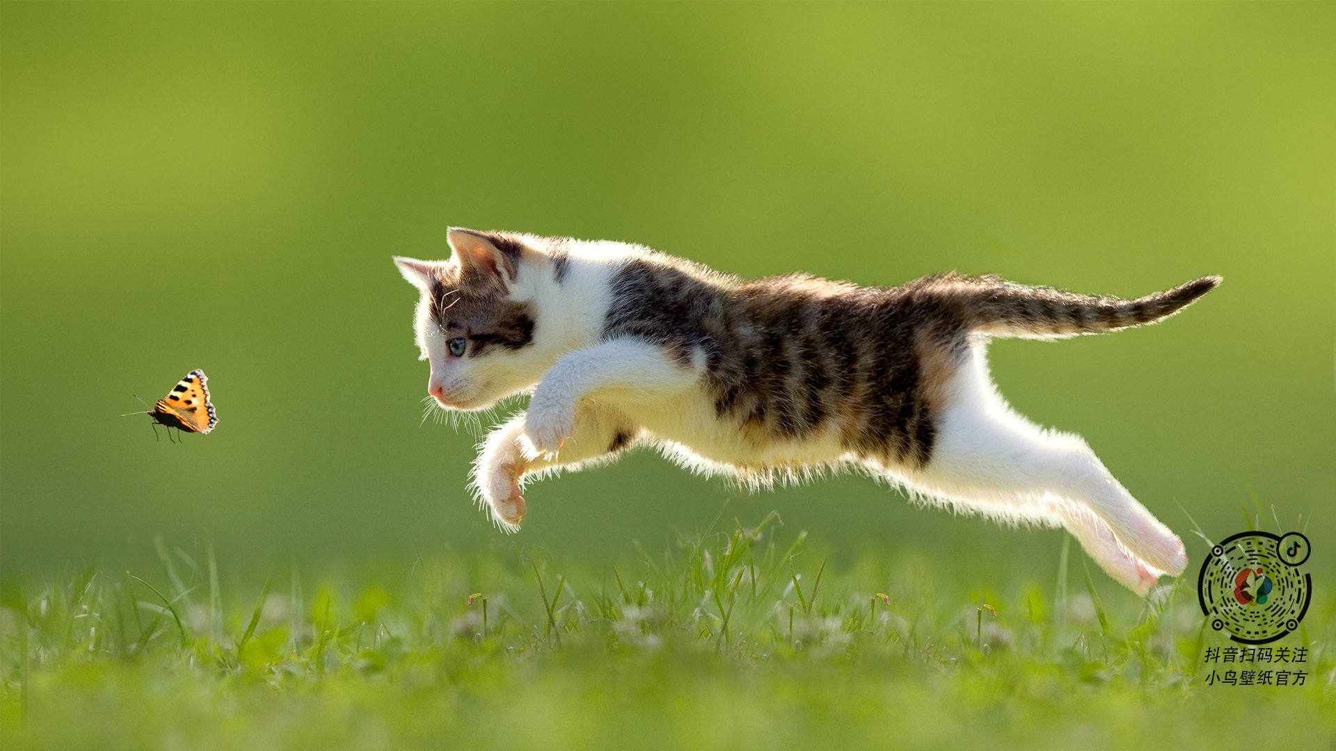 足球重生，2026世界杯，乌克兰在战火淬炼中轻取土耳其的足球史诗