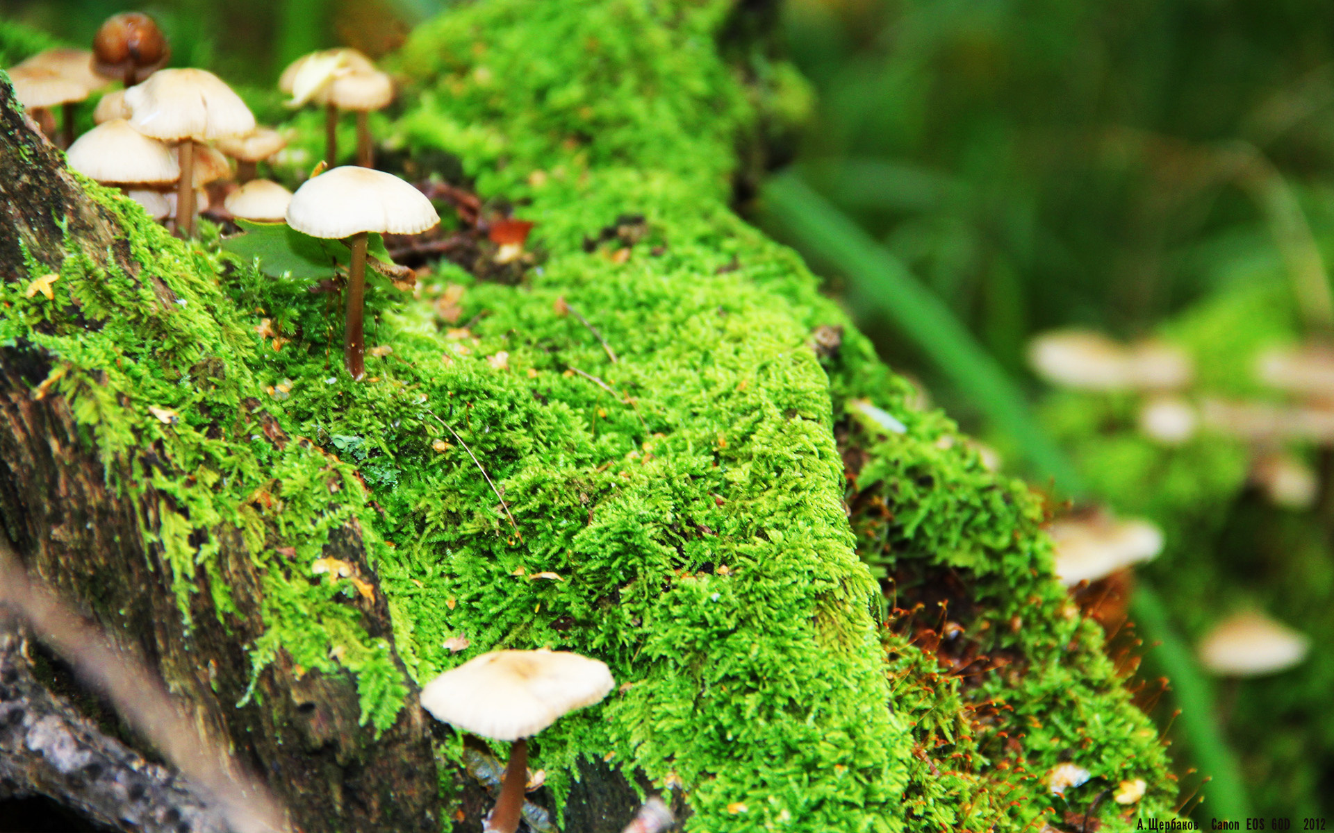 奥运前哨的烽火，决胜局绝境翻盘，上海队力克掘金锁定关键席位