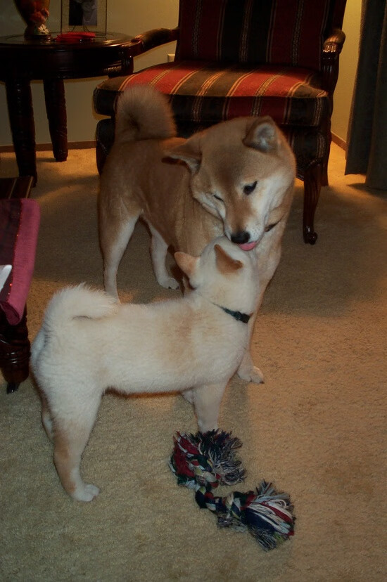 个人才华与团队胜利，三笘薰独舞难救主，委内瑞拉战术制胜带走苏格兰