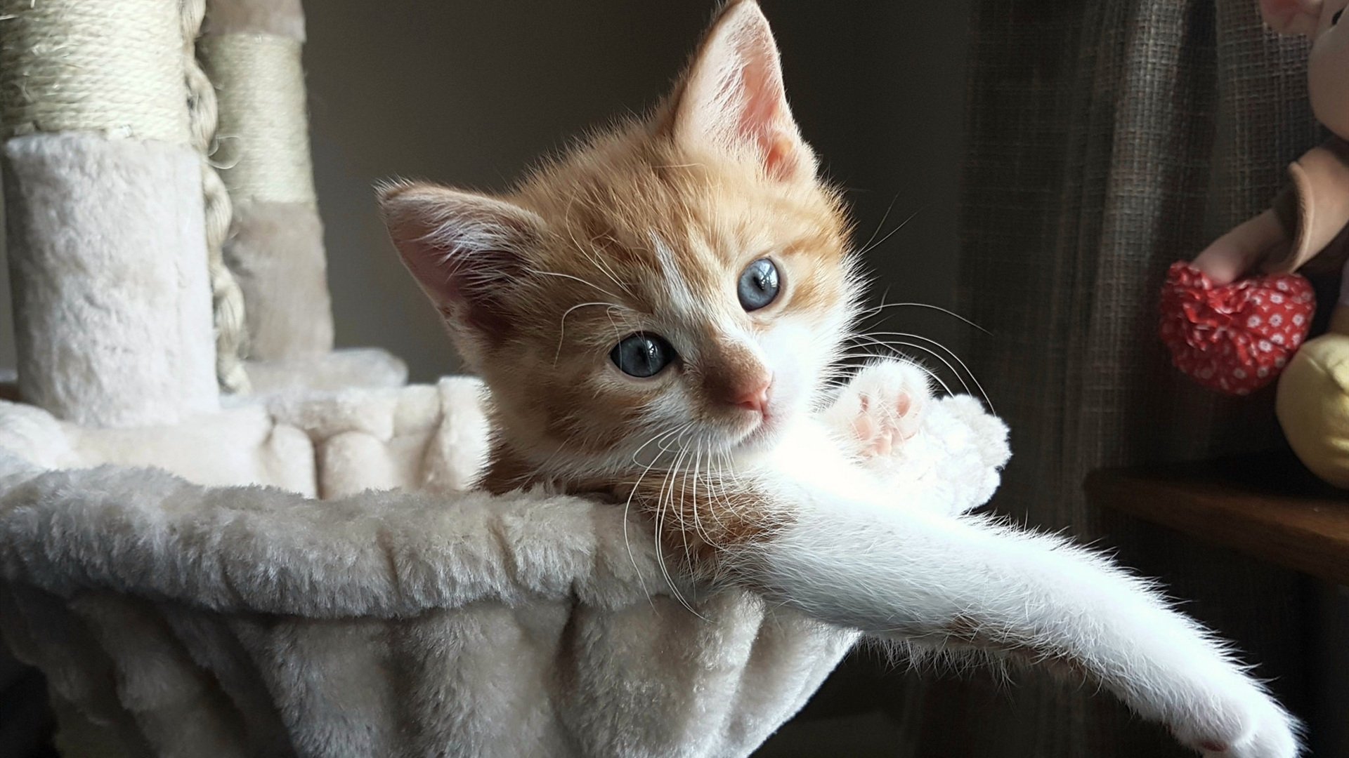 当篮球遇到足球，NBA季后赛上演跨界奇迹，土耳其全息队击败切尔西