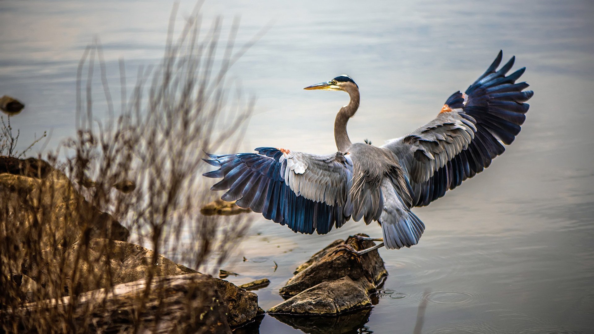 美加墨世界杯之夜，班凯罗独舞，对手陷入无解迷局
