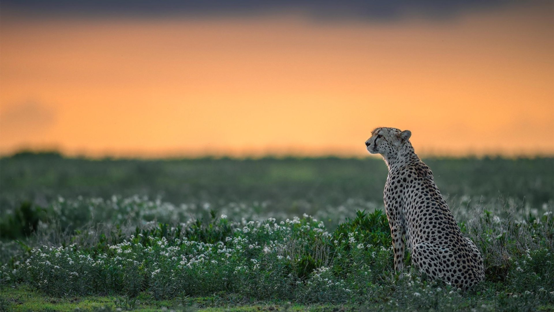 隐形的主角，当迪巴拉在瑞典对阵马里的比赛中拉满存在感